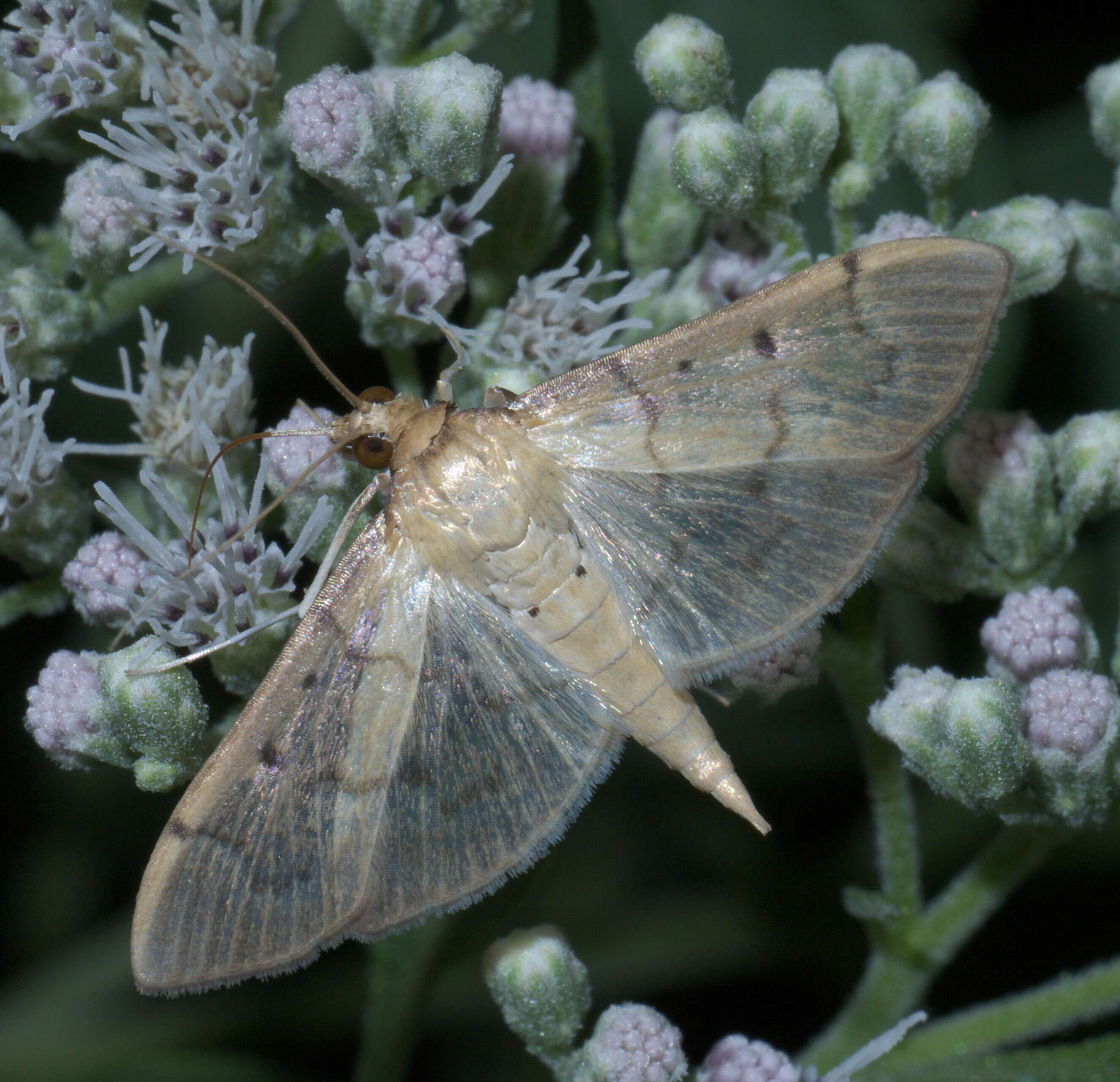 Image of Two-spotted Herpetogramma