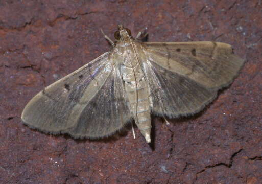 Image of Two-spotted Herpetogramma