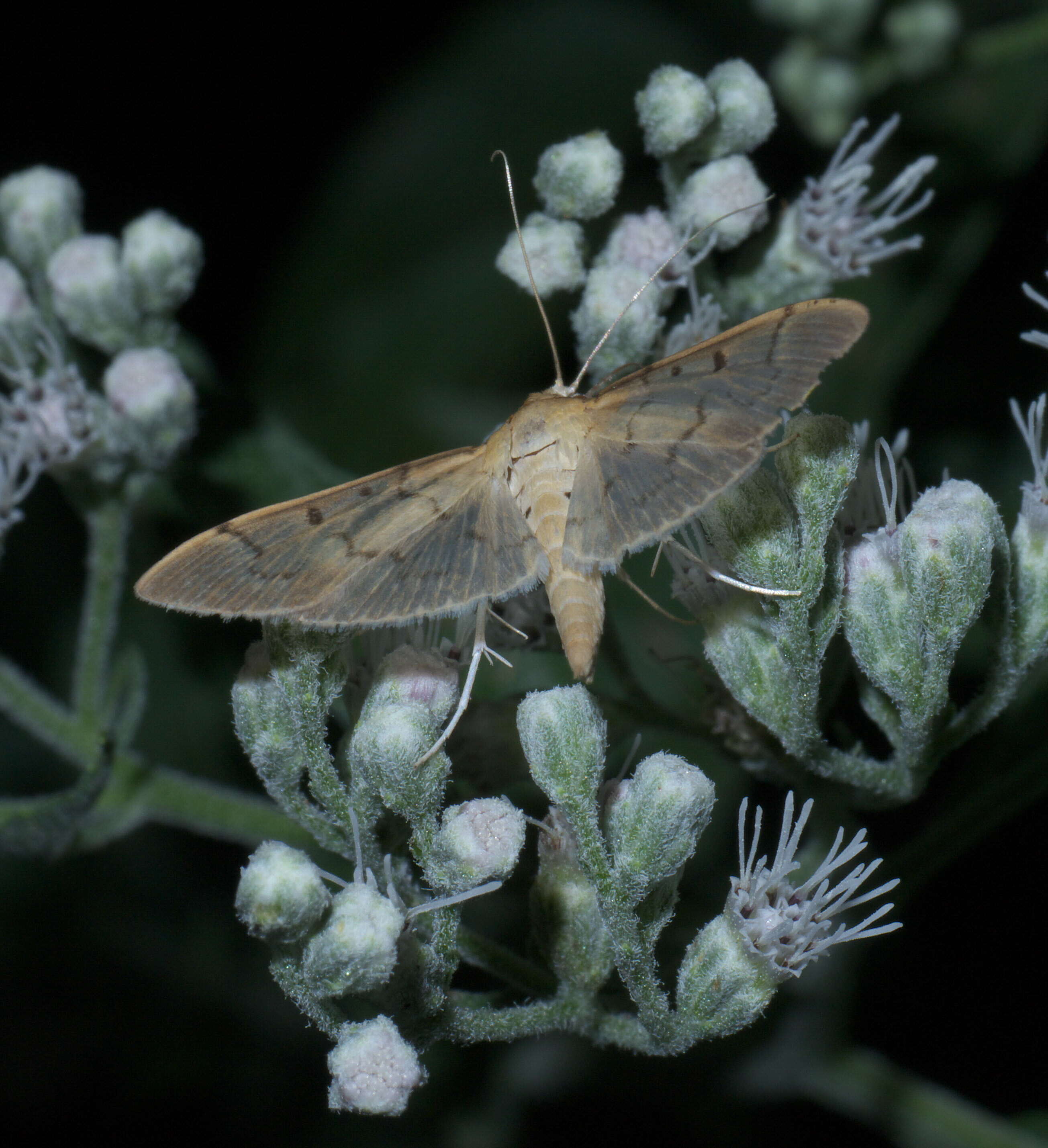 Image of Two-spotted Herpetogramma