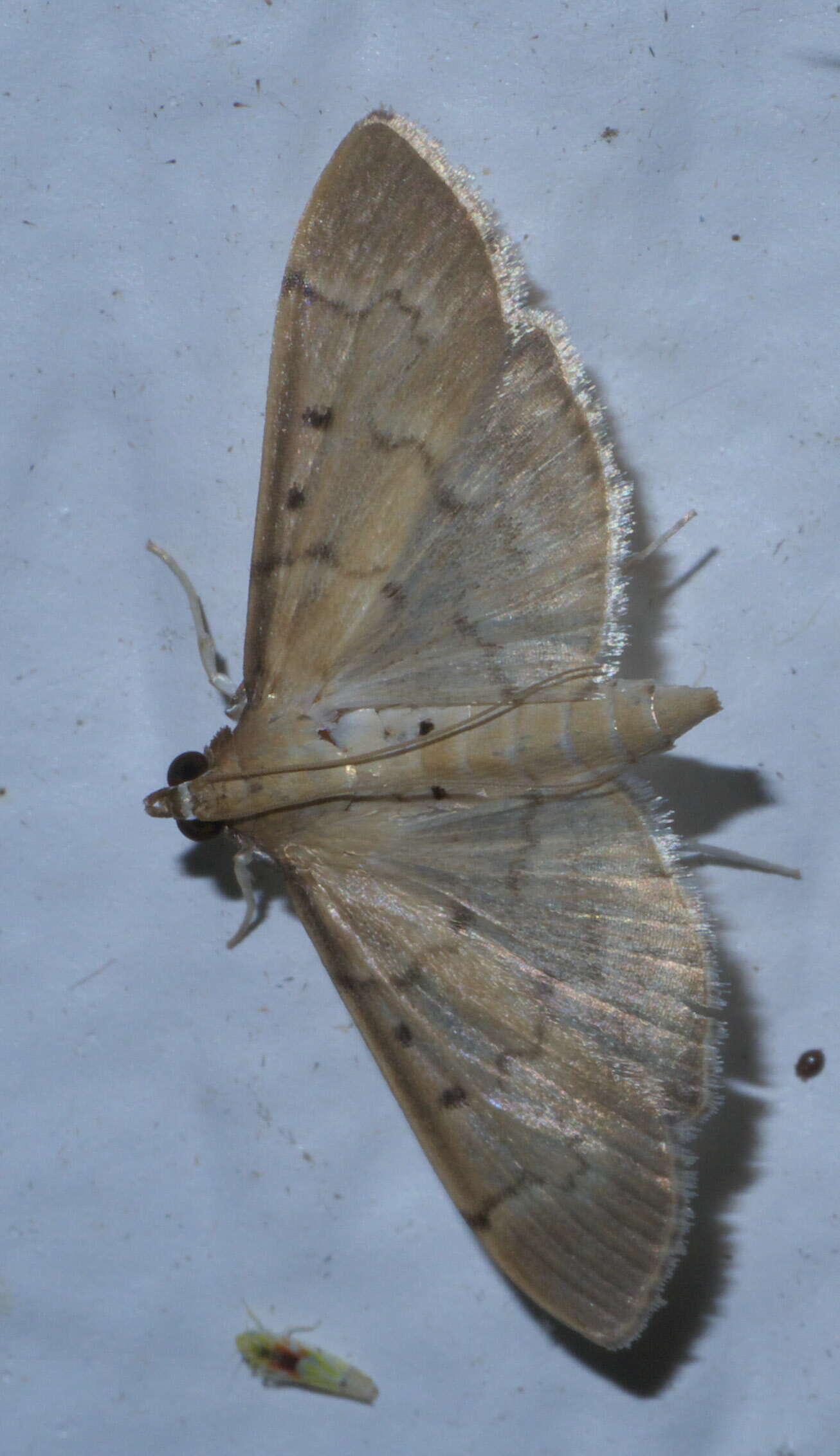 Image of Two-spotted Herpetogramma