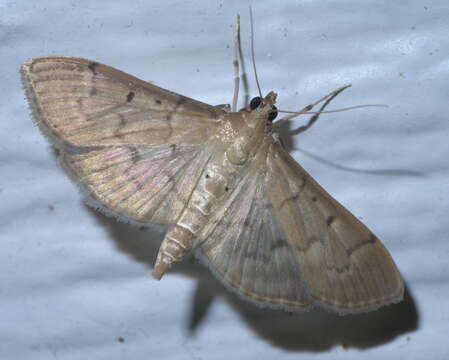 Image of Two-spotted Herpetogramma