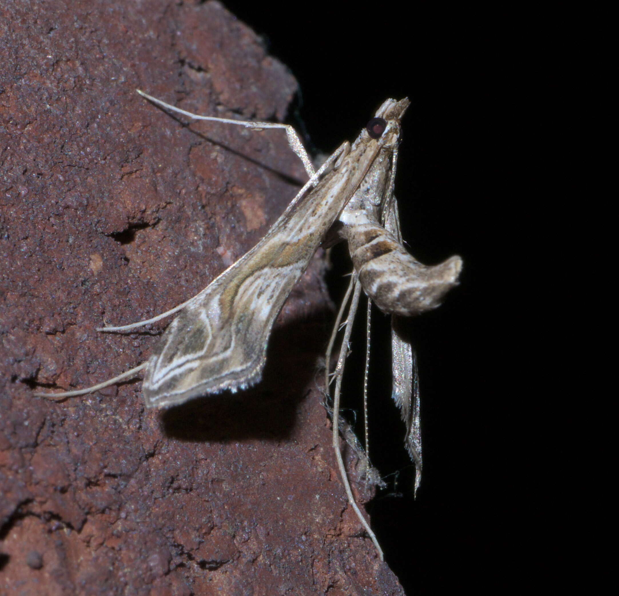 Image de Lineodes