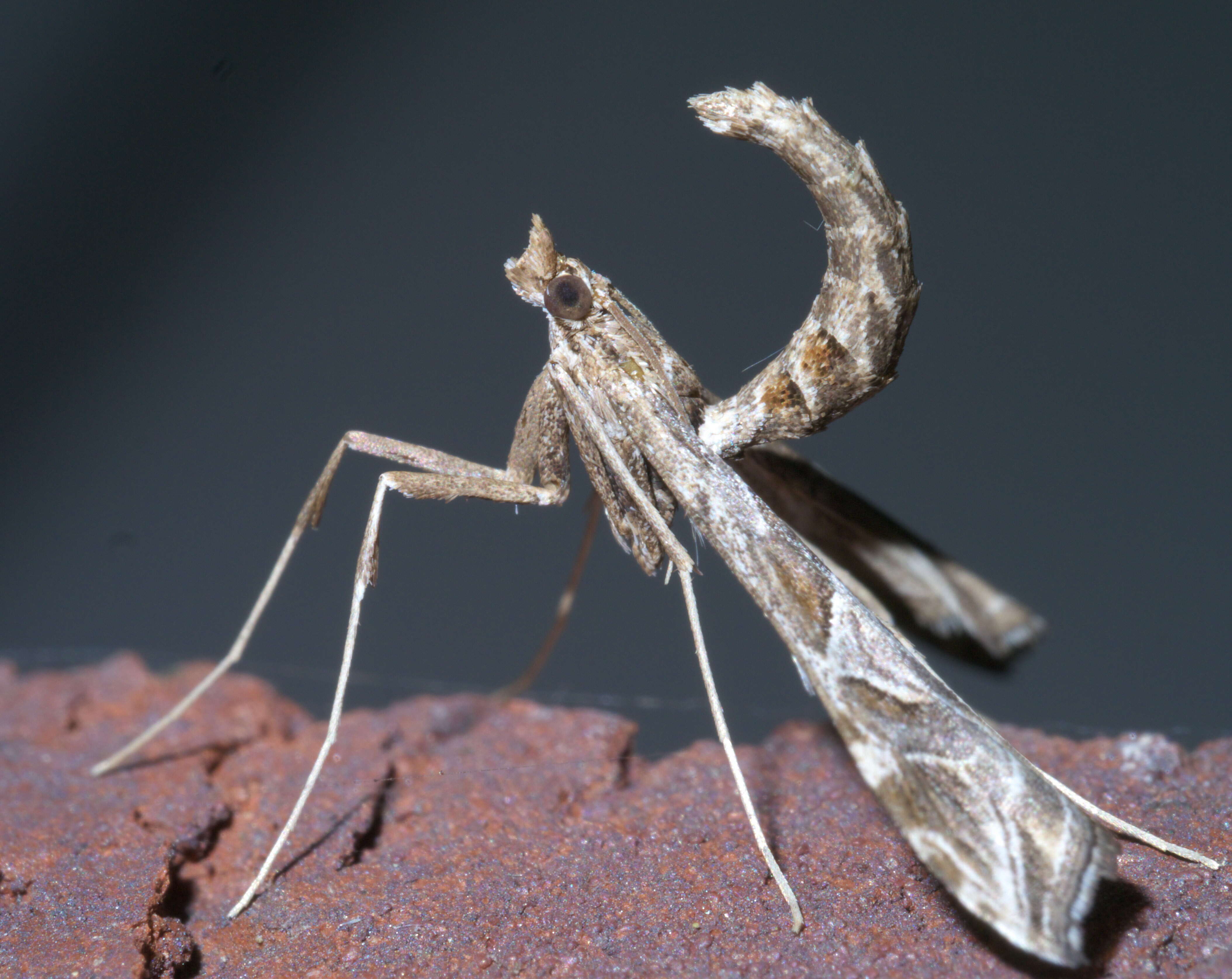 Image de Lineodes interrupta Zeller 1873