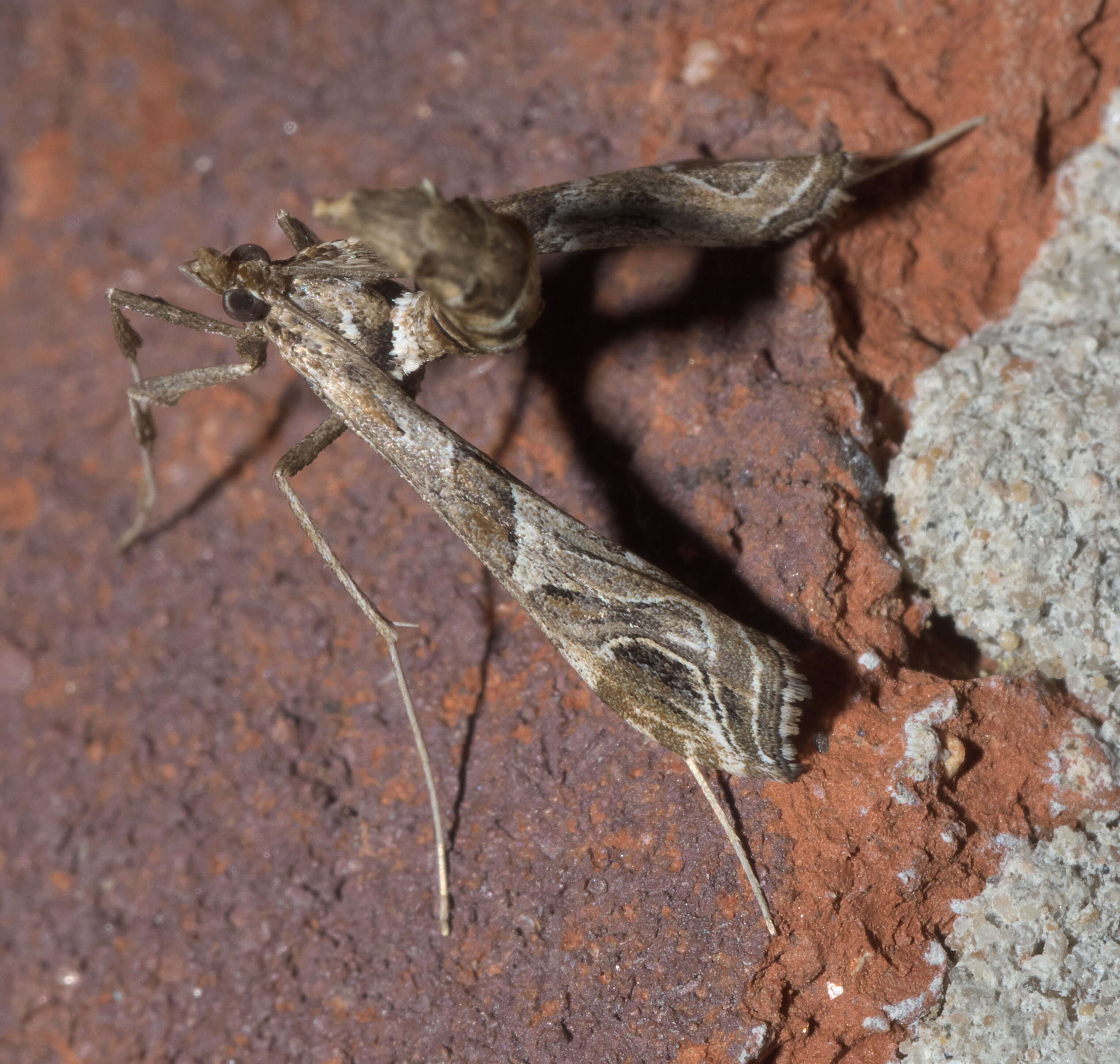 Image de Lineodes interrupta Zeller 1873