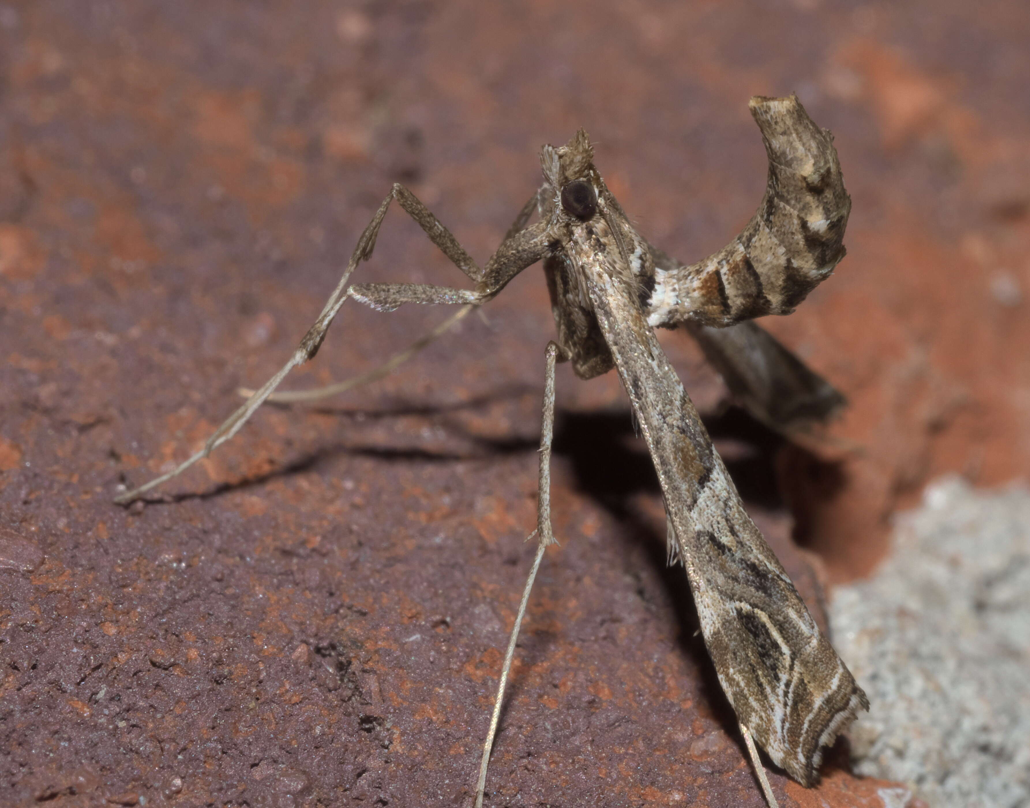 Image of Lineodes interrupta Zeller 1873