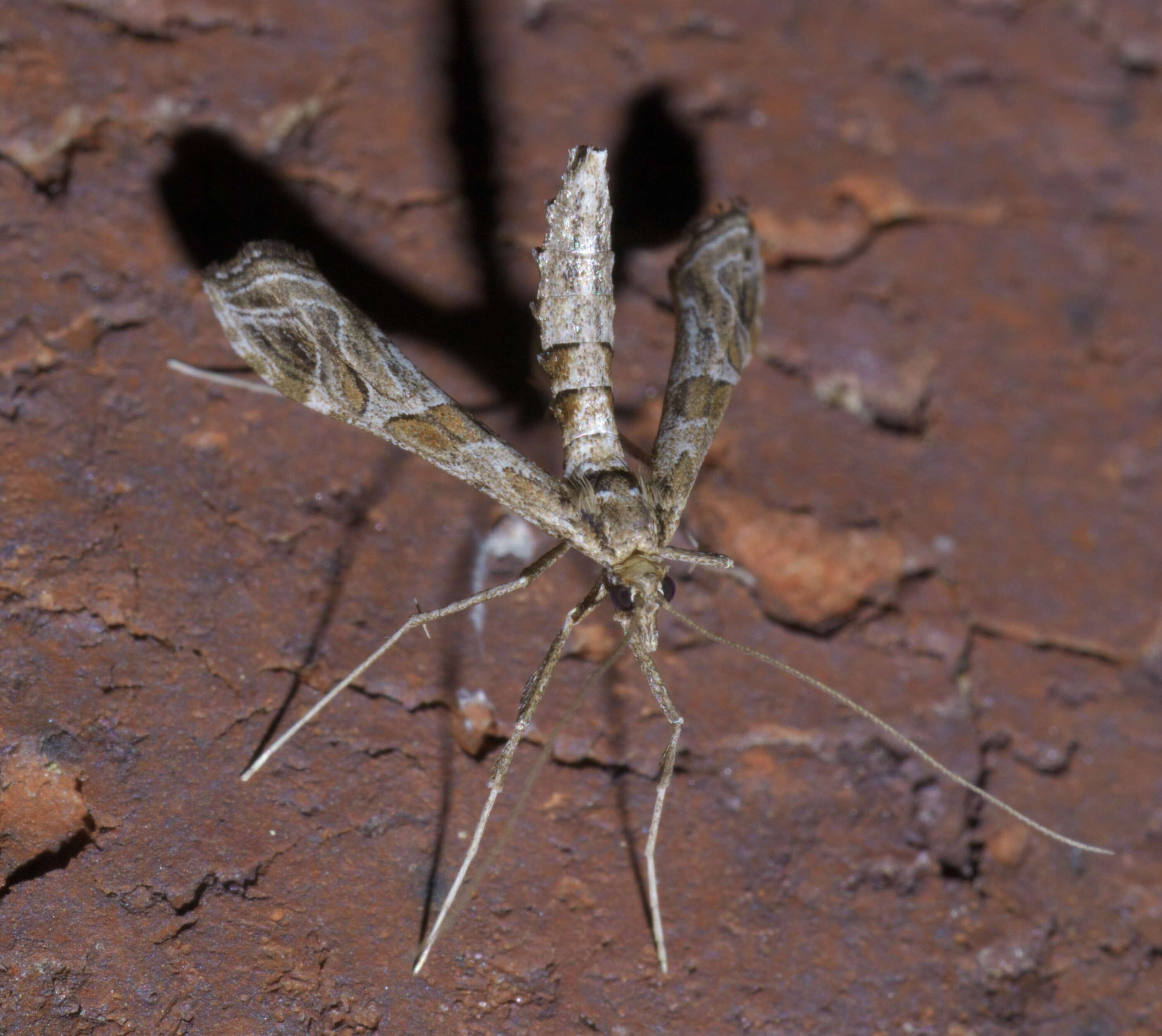 Image of Lineodes interrupta Zeller 1873