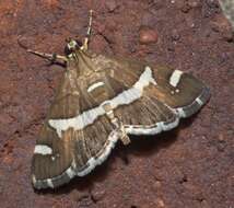 Image of Beet webworm moth