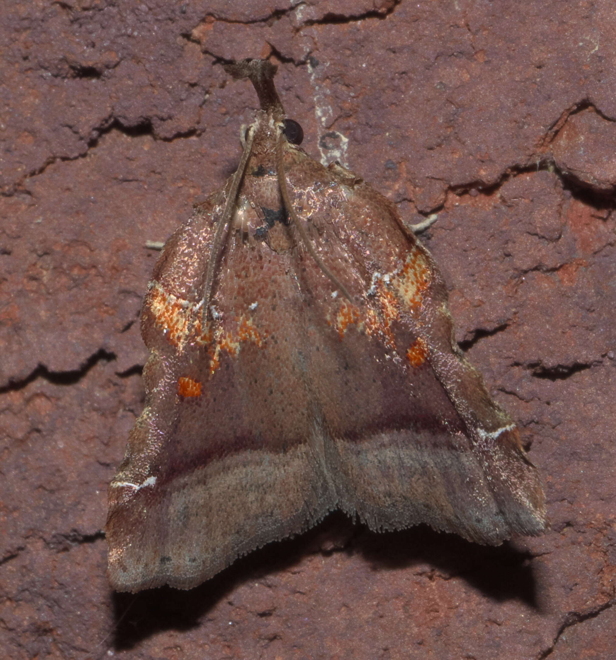 Clydonopteron sacculana Bosc 1800的圖片