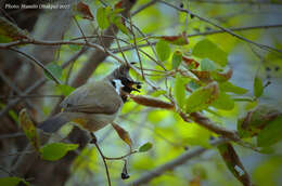 Image of Himalayan Bulbul