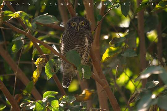 Image of Asian Barred Owlet