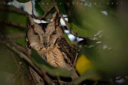 Image of Indian Scops Owl