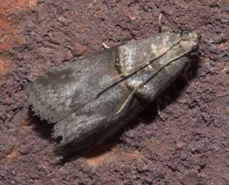 Image of Hickory Shoot Borer Moth