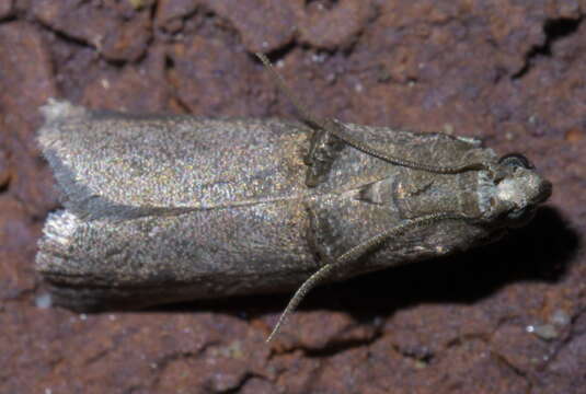 Image of Hickory Shoot Borer Moth