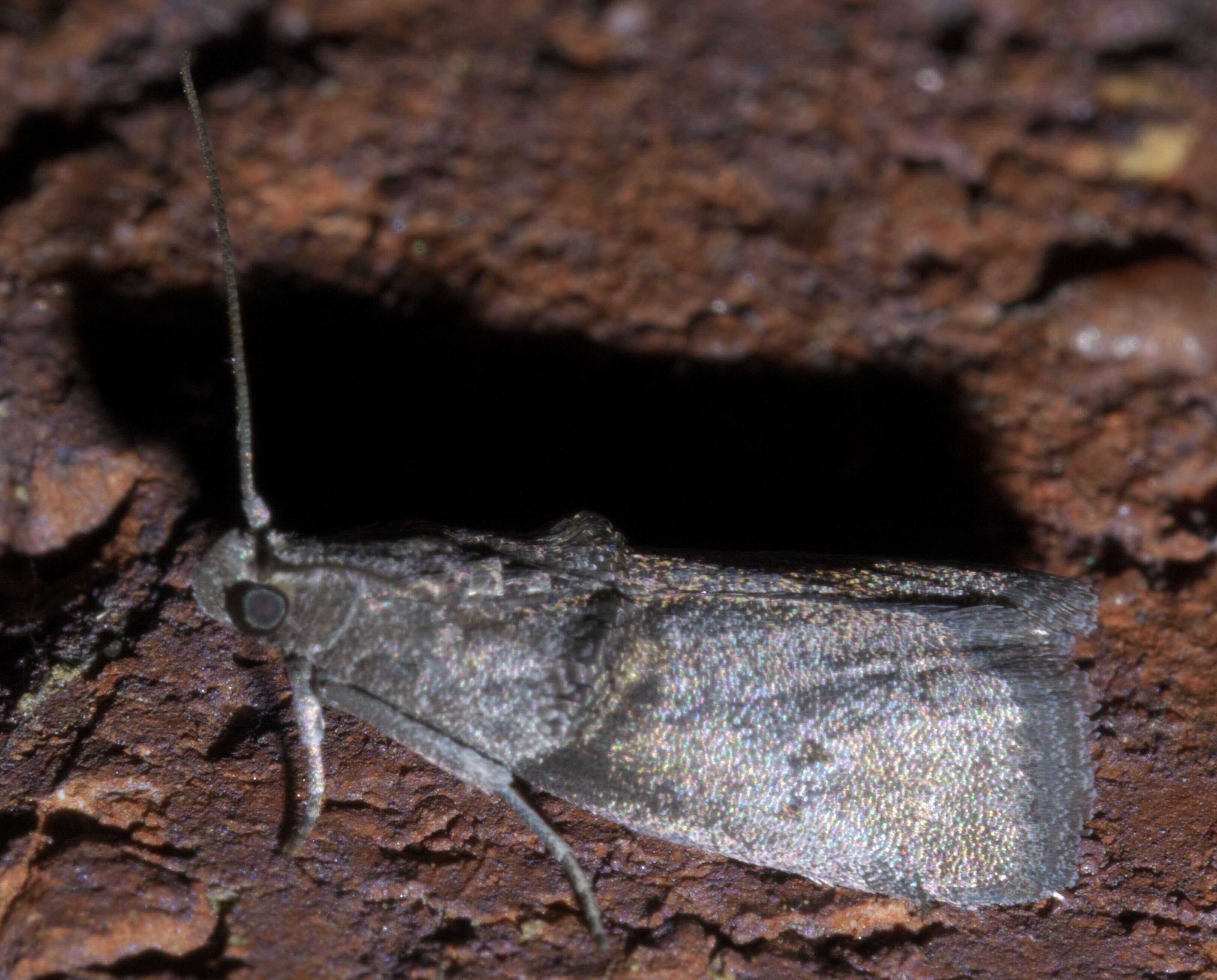 Image of Hickory Shoot Borer Moth