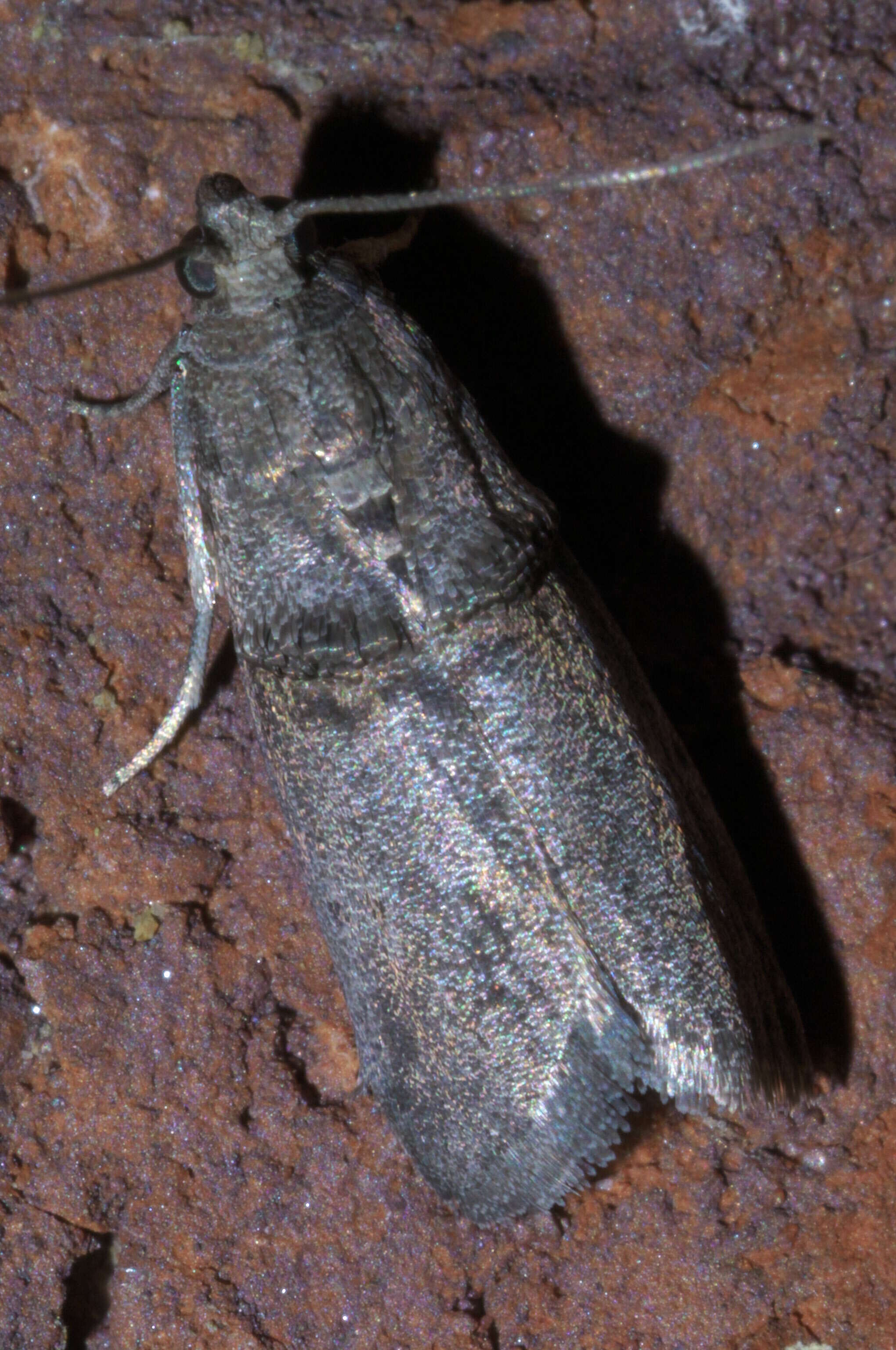 Image of Hickory Shoot Borer Moth