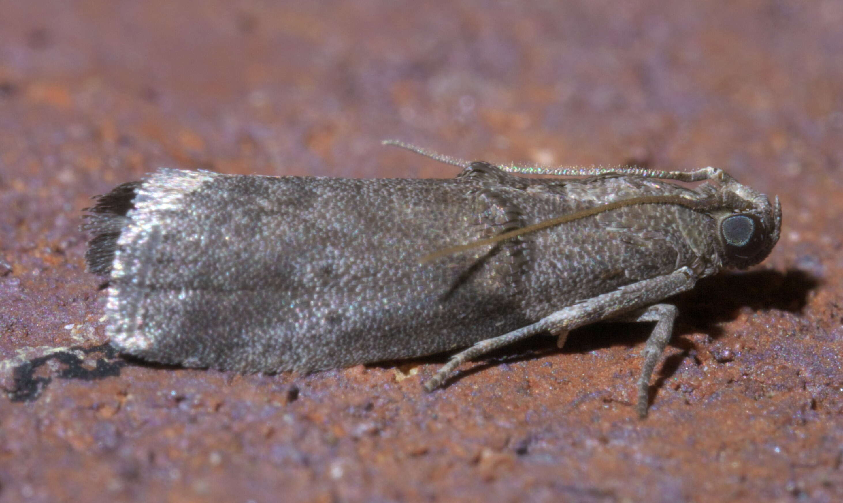 Image de Acrobasis caryae Grote 1881