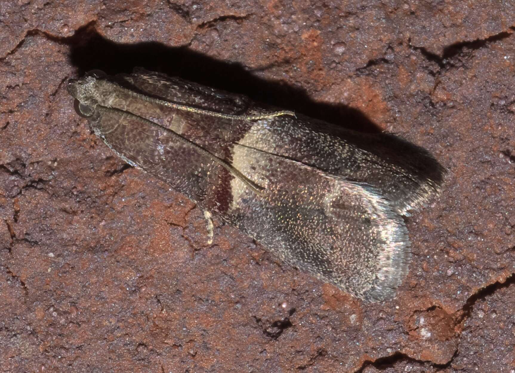 Acrobasis exsulella Zeller 1848 resmi