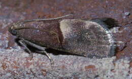 Acrobasis exsulella Zeller 1848 resmi