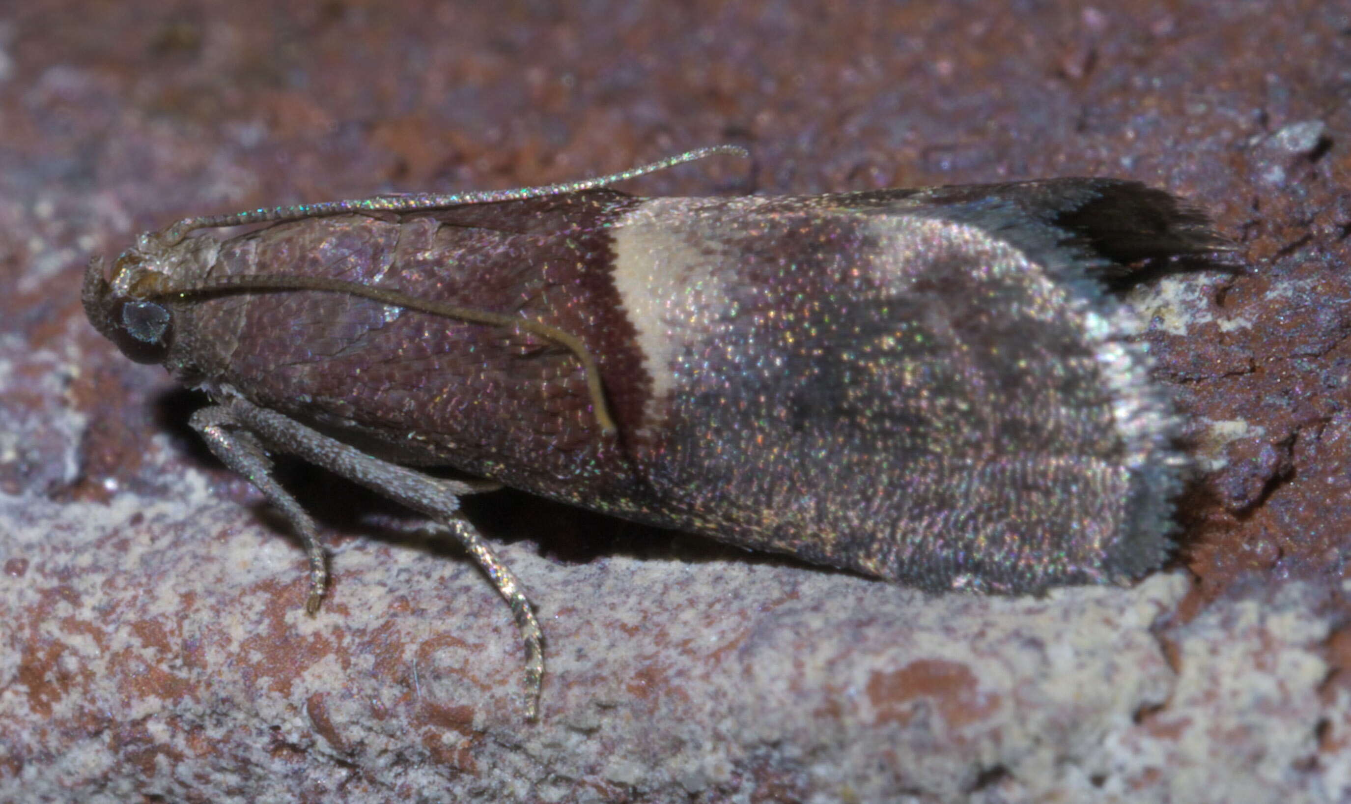 Acrobasis exsulella Zeller 1848 resmi