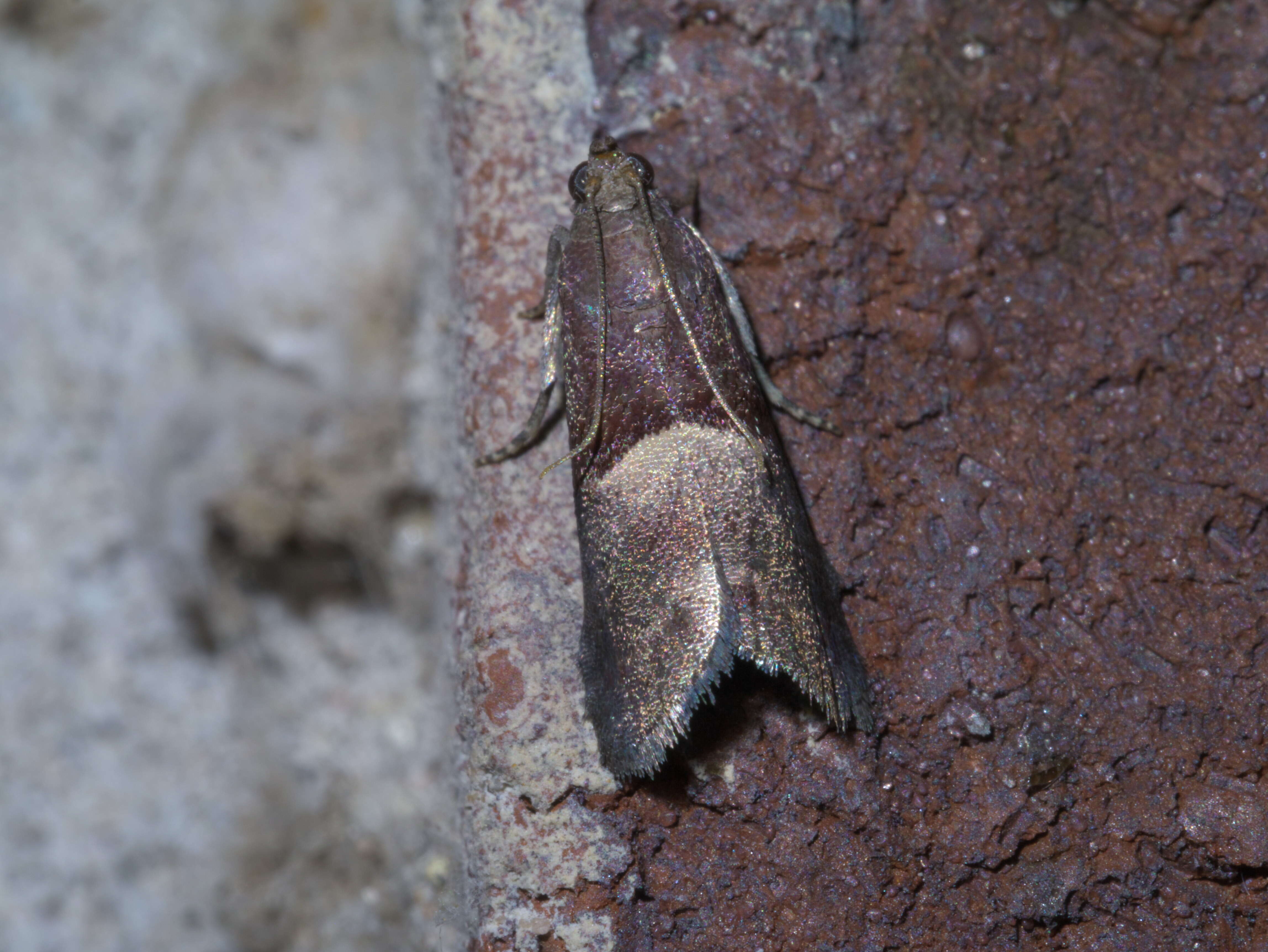 Acrobasis exsulella Zeller 1848 resmi