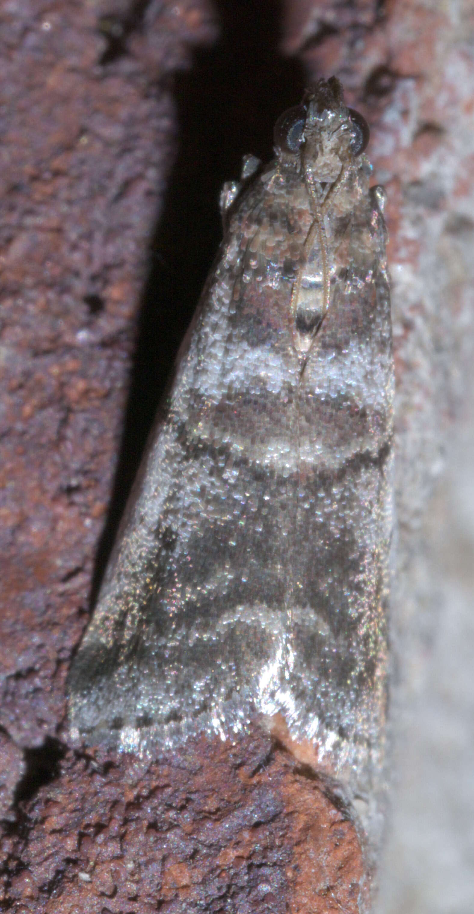 Acrobasis indigenella Zeller 1848 resmi