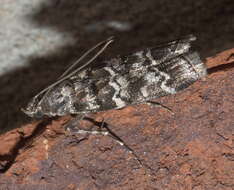 Image of Southern Pine Coneworm