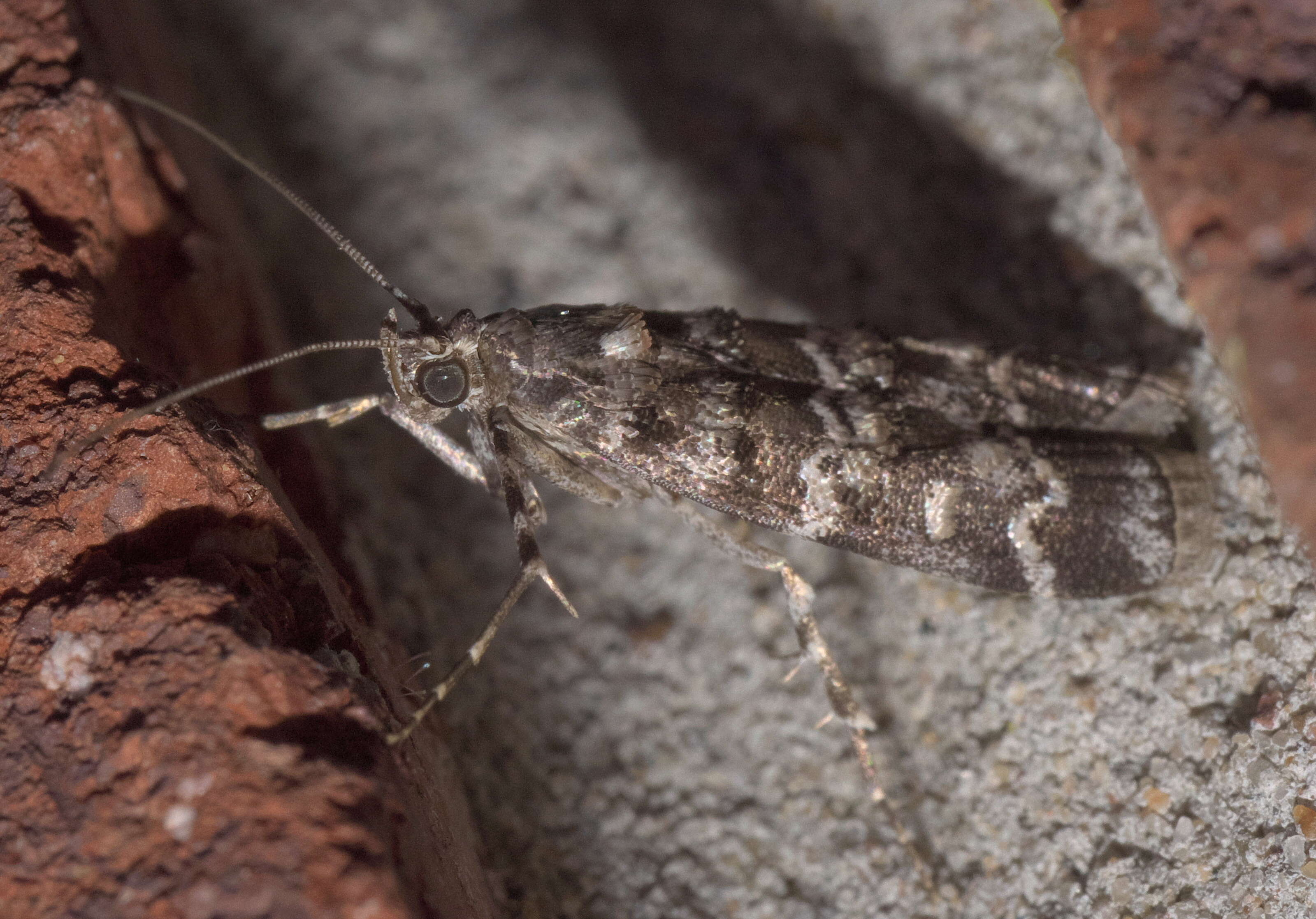 Image of Southern Pine Coneworm