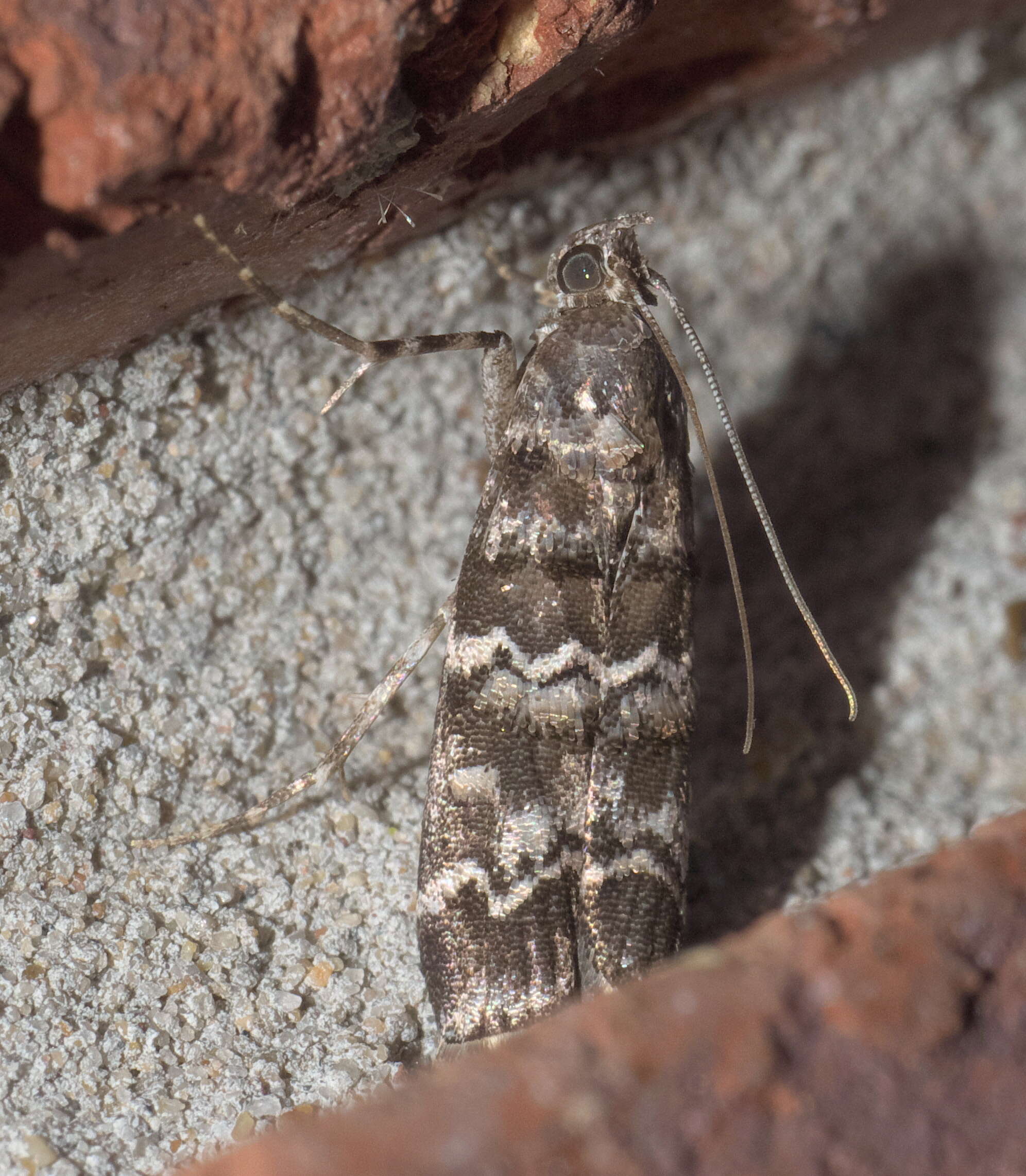 Image of Southern Pine Coneworm