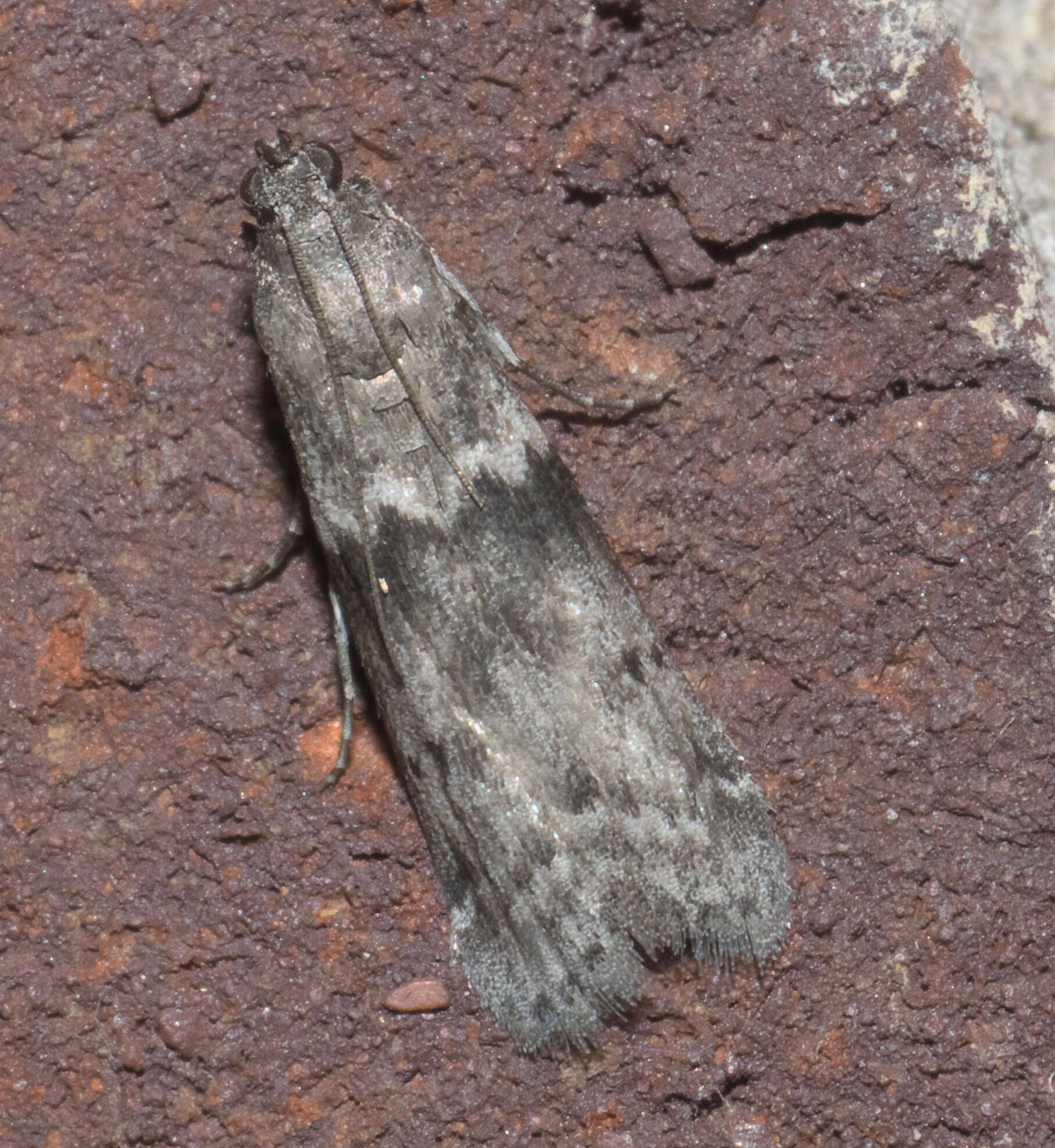 Image of Mediterranean Flour Moth