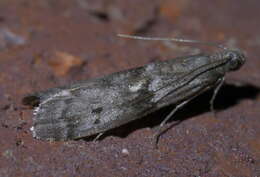 Image of Mediterranean Flour Moth