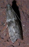 Image of Mediterranean Flour Moth