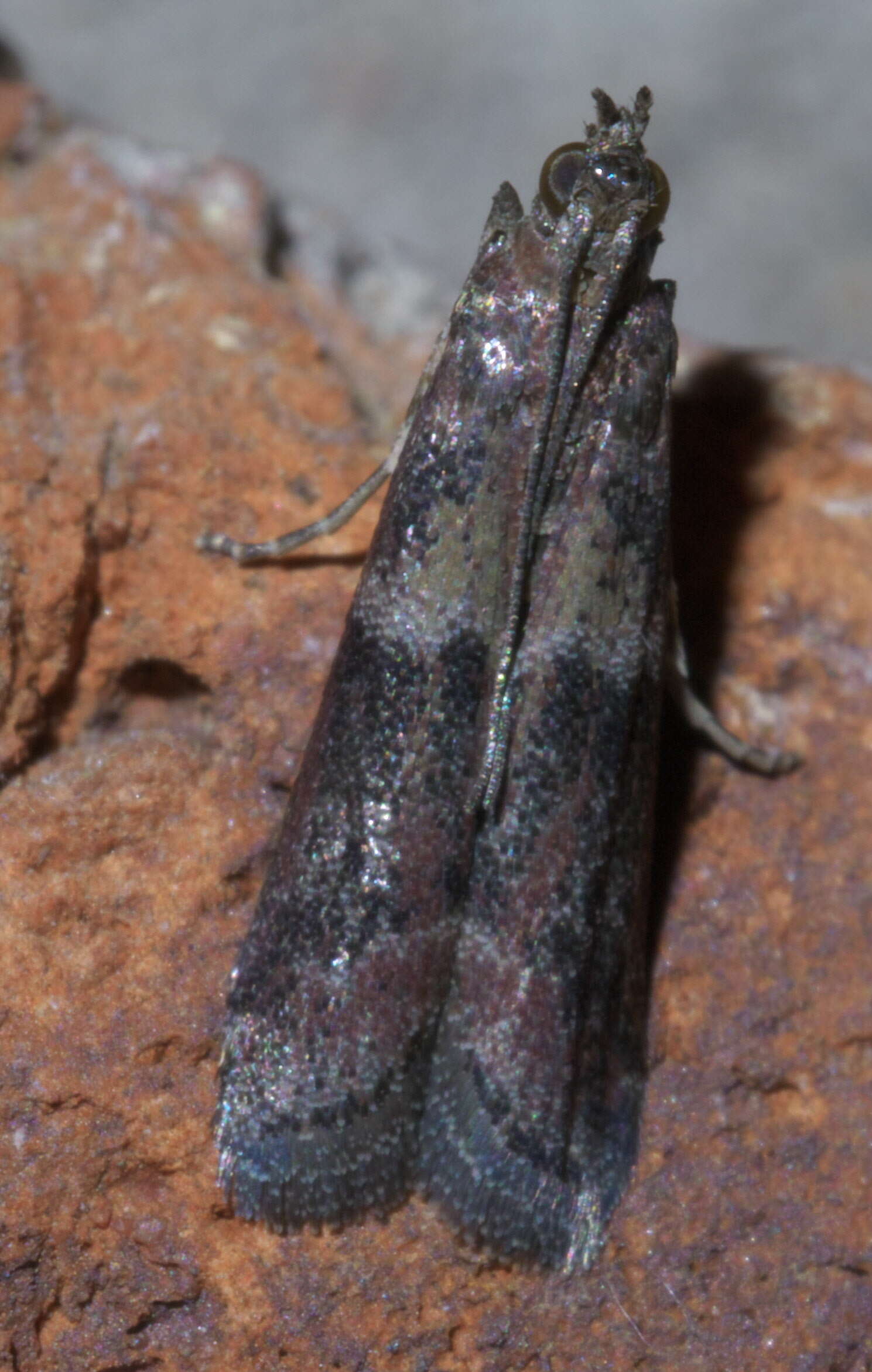 Image of Ephestiodes infimella Ragonot 1887