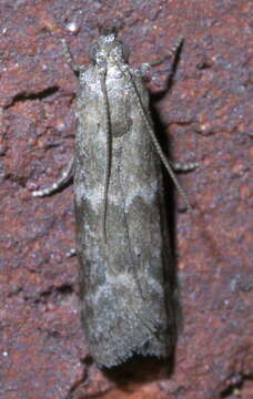 Plancia ëd Eurythmia angulella Ely 1910