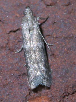 Plancia ëd Eurythmia angulella Ely 1910