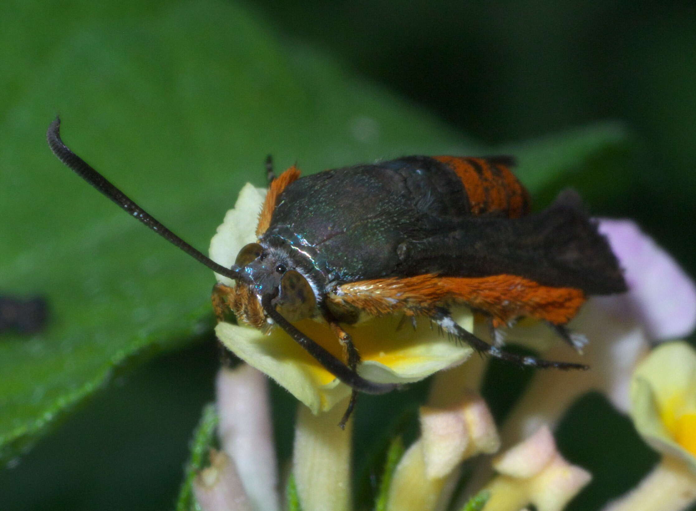 Image de Melittia cucurbitae Harris 1828