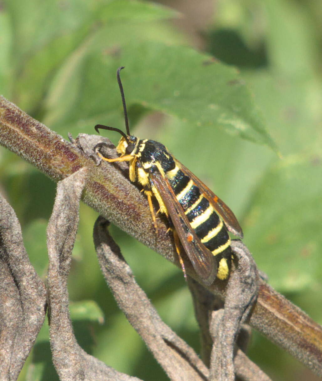 Image of Riley's Clearwing