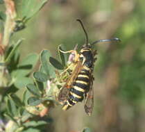 Image of Riley's Clearwing