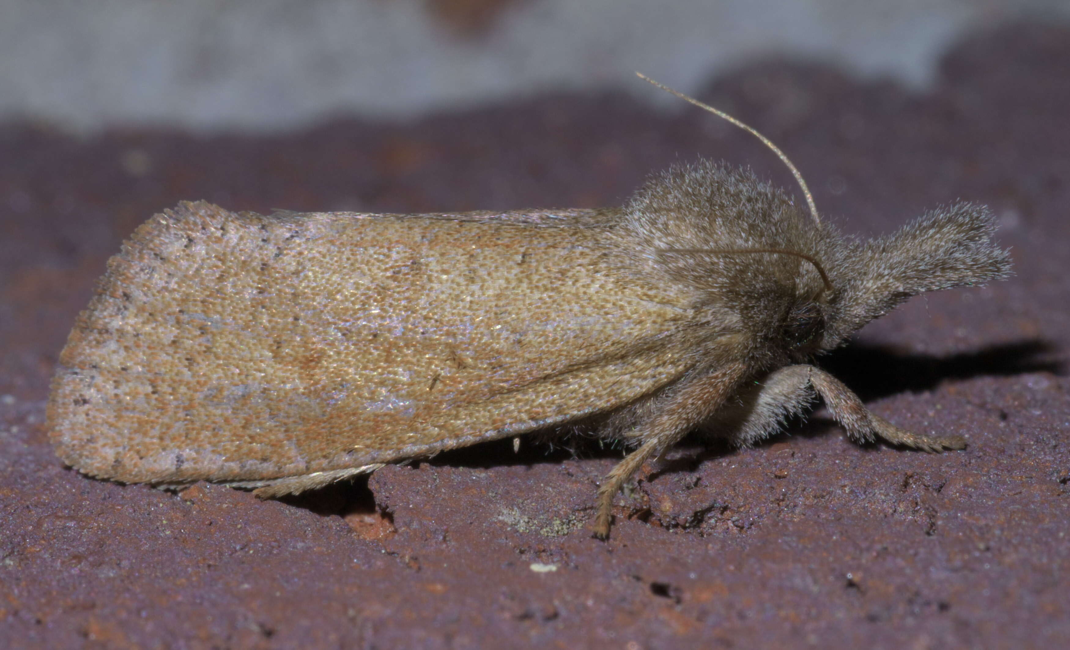 Слика од Acrolophus plumifrontella