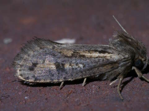 Image of Clemens' Grass Tubeworm Moth