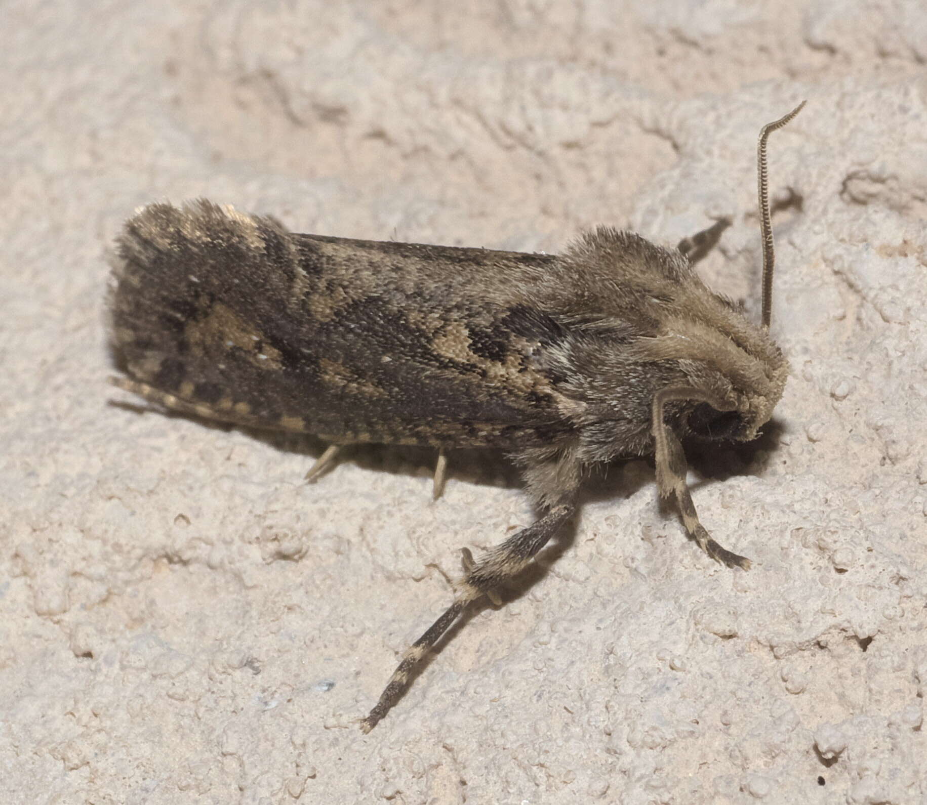 Image of Clemens' Grass Tubeworm Moth