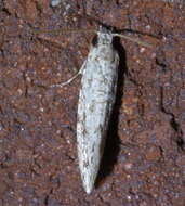 Image of Nemapogon acapnopennella (Clemens 1863)