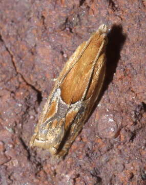 Image of Moth