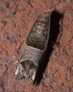 Image of Constricted Sonia Moth