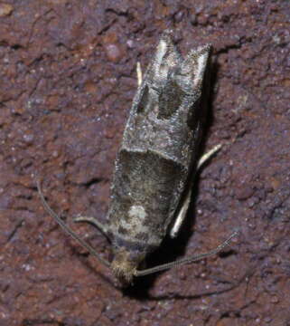 Image of Constricted Sonia Moth