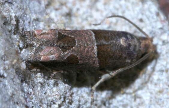 Image of Constricted Sonia Moth