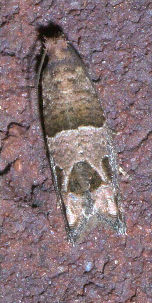 Image of Constricted Sonia Moth