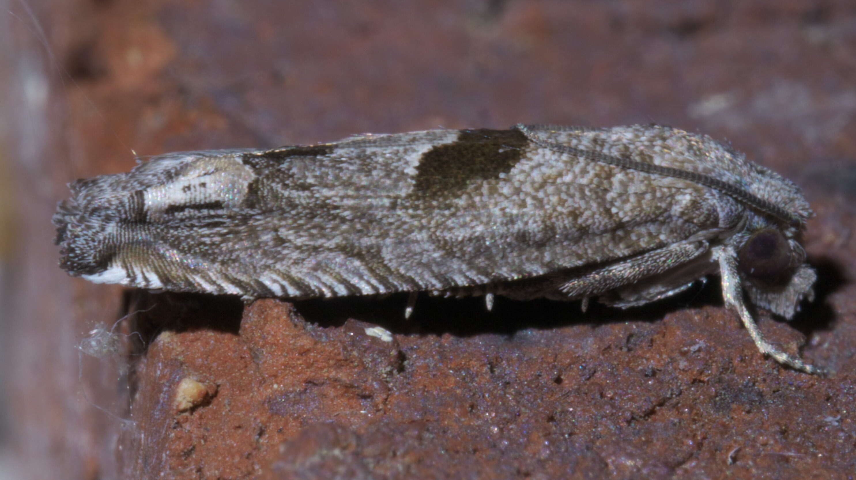 Image of Sunflower Bud Moth