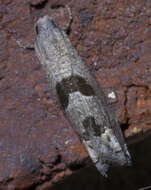 Image of Sunflower Bud Moth