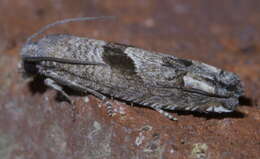 Image of Sunflower Bud Moth