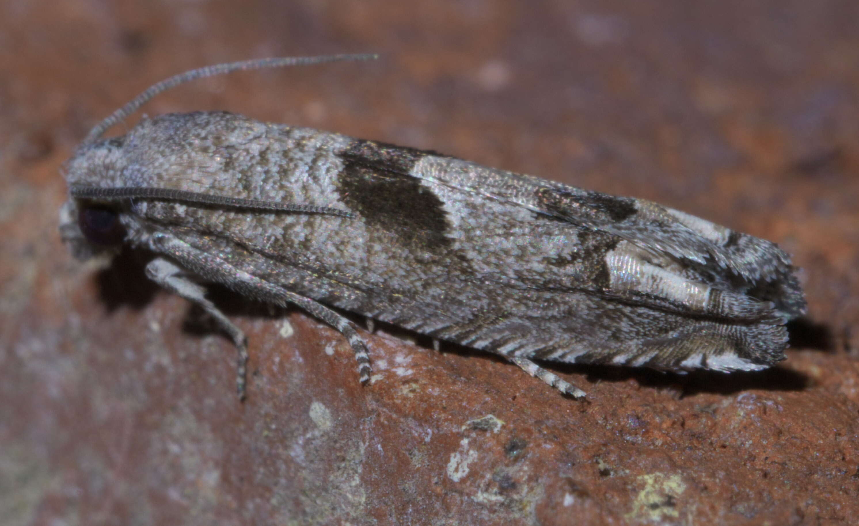 Image of Sunflower Bud Moth